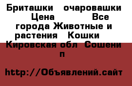 Бриташки - очаровашки.  › Цена ­ 3 000 - Все города Животные и растения » Кошки   . Кировская обл.,Сошени п.